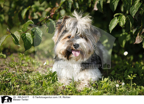 Biewer Terrier / Biewer Terrier / RR-54377