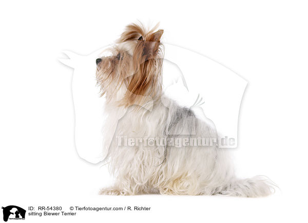sitzender Biewer Terrier / sitting Biewer Terrier / RR-54380