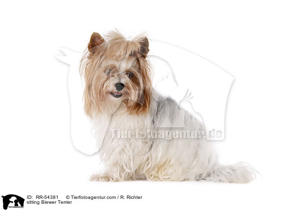 sitzender Biewer Terrier / sitting Biewer Terrier / RR-54381