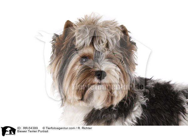 Biewer Terrier Portrait / Biewer Terrier Portrait / RR-54389
