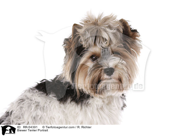 Biewer Terrier Portrait / Biewer Terrier Portrait / RR-54391
