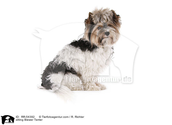sitzender Biewer Terrier / sitting Biewer Terrier / RR-54392