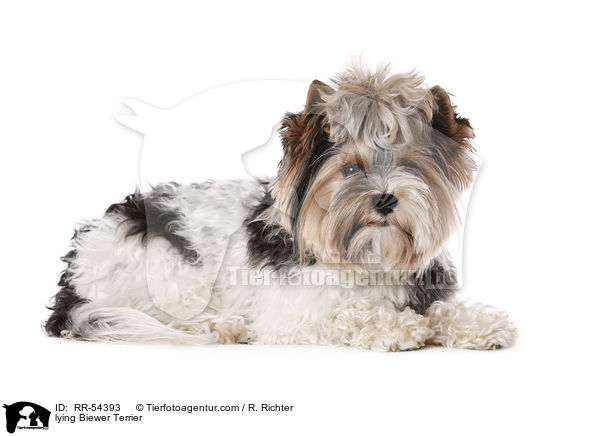 liegender Biewer Terrier / lying Biewer Terrier / RR-54393