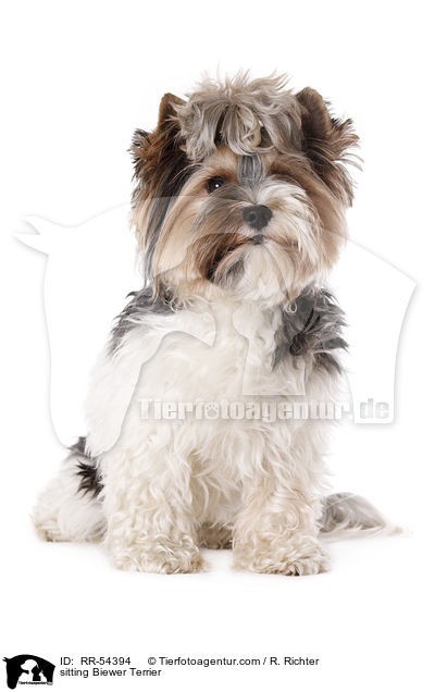 sitzender Biewer Terrier / sitting Biewer Terrier / RR-54394