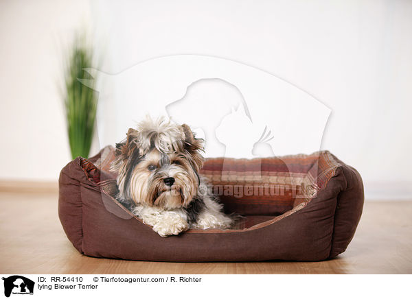 lying Biewer Terrier / RR-54410