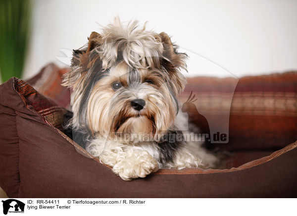 liegender Biewer Terrier / lying Biewer Terrier / RR-54411