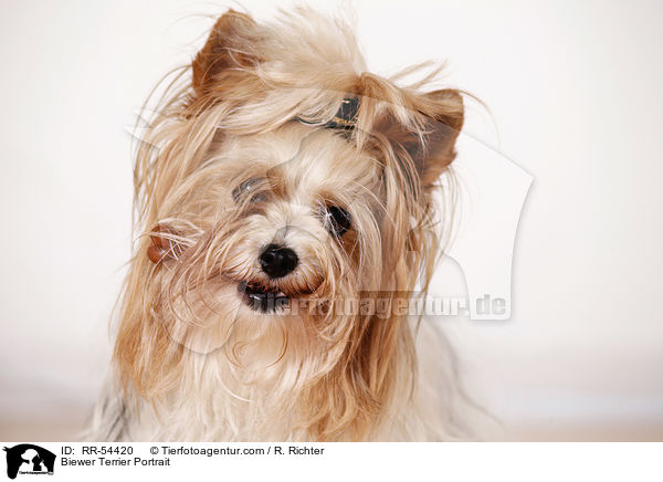 Biewer Terrier Portrait / Biewer Terrier Portrait / RR-54420