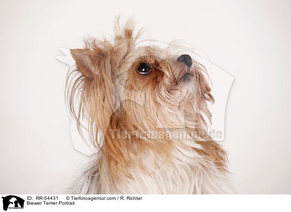 Biewer Terrier Portrait / Biewer Terrier Portrait / RR-54431