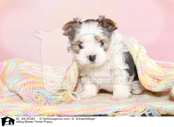 sitzender Biewer Terrier Welpe / sitting Biewer Terrier Puppy / SS-35385