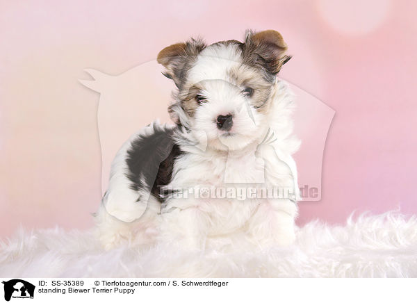 stehender Biewer Terrier Welpe / standing Biewer Terrier Puppy / SS-35389