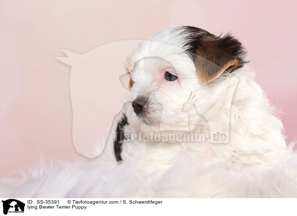 liegender Biewer Terrier Welpe / lying Biewer Terrier Puppy / SS-35391