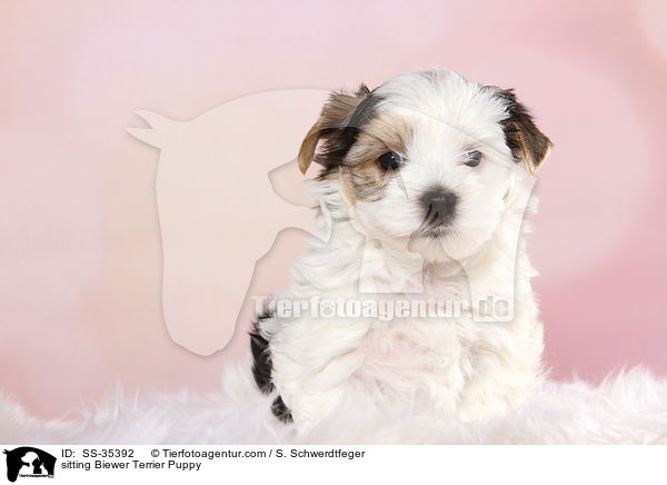 sitzender Biewer Terrier Welpe / sitting Biewer Terrier Puppy / SS-35392