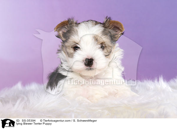 liegender Biewer Terrier Welpe / lying Biewer Terrier Puppy / SS-35394