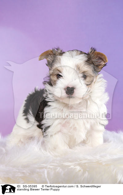 stehender Biewer Terrier Welpe / standing Biewer Terrier Puppy / SS-35395