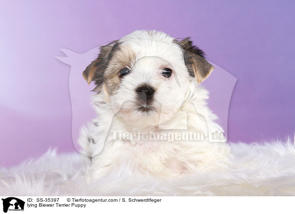 liegender Biewer Terrier Welpe / lying Biewer Terrier Puppy / SS-35397