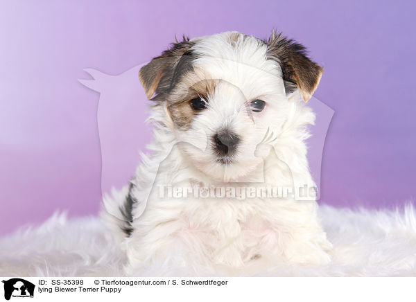 liegender Biewer Terrier Welpe / lying Biewer Terrier Puppy / SS-35398