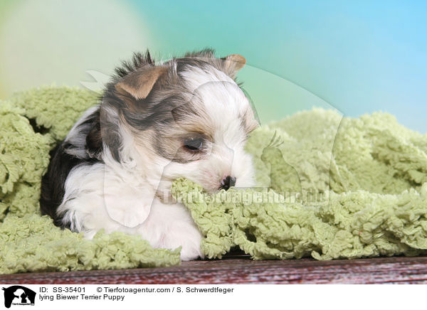 liegender Biewer Terrier Welpe / lying Biewer Terrier Puppy / SS-35401