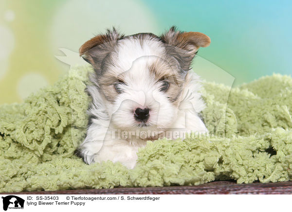 liegender Biewer Terrier Welpe / lying Biewer Terrier Puppy / SS-35403