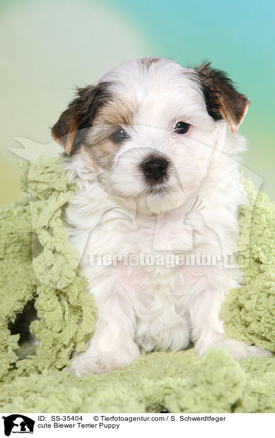 ser Biewer Terrier Welpe / cute Biewer Terrier Puppy / SS-35404