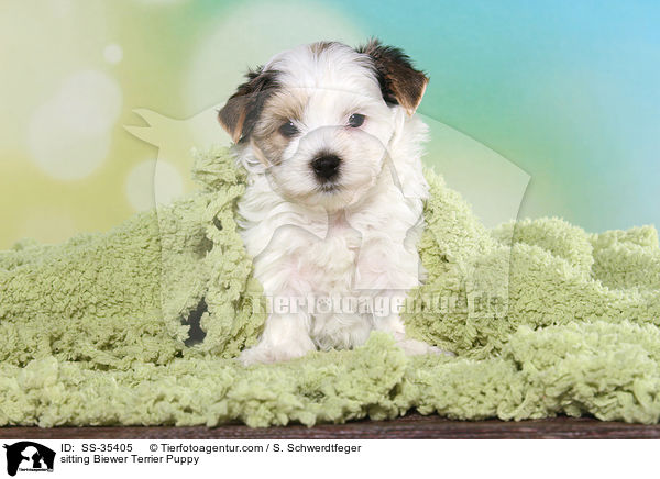 sitzender Biewer Terrier Welpe / sitting Biewer Terrier Puppy / SS-35405