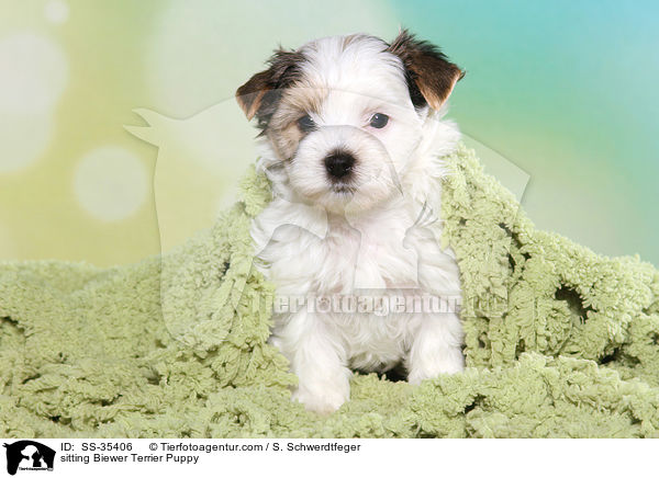 sitzender Biewer Terrier Welpe / sitting Biewer Terrier Puppy / SS-35406
