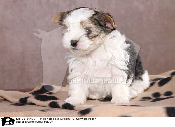 sitzender Biewer Terrier Welpe / sitting Biewer Terrier Puppy / SS-35409