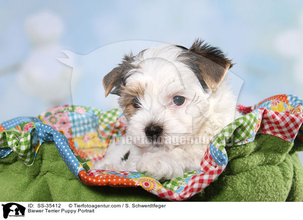 Biewer Terrier Welpe Portrait / Biewer Terrier Puppy Portrait / SS-35412