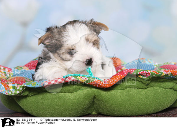Biewer Terrier Welpe Portrait / Biewer Terrier Puppy Portrait / SS-35414
