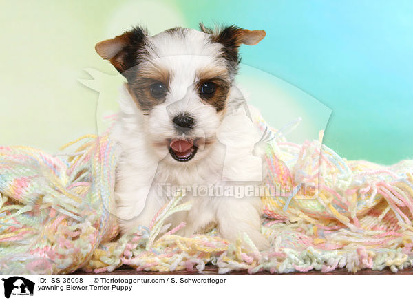ghnender Biewer Terrier Welpe / yawning Biewer Terrier Puppy / SS-36098