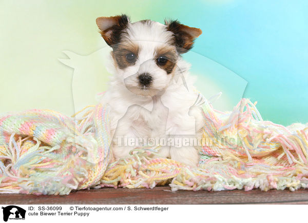 ser Biewer Terrier Welpe / cute Biewer Terrier Puppy / SS-36099
