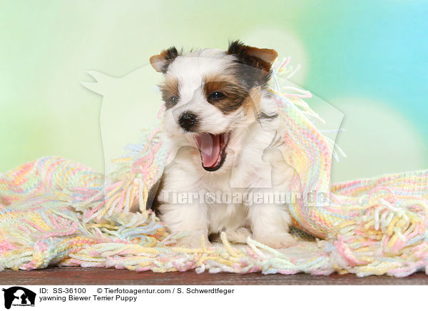 ghnender Biewer Terrier Welpe / yawning Biewer Terrier Puppy / SS-36100