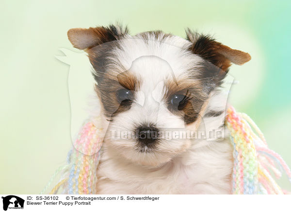 Biewer Terrier Welpe Portrait / Biewer Terrier Puppy Portrait / SS-36102