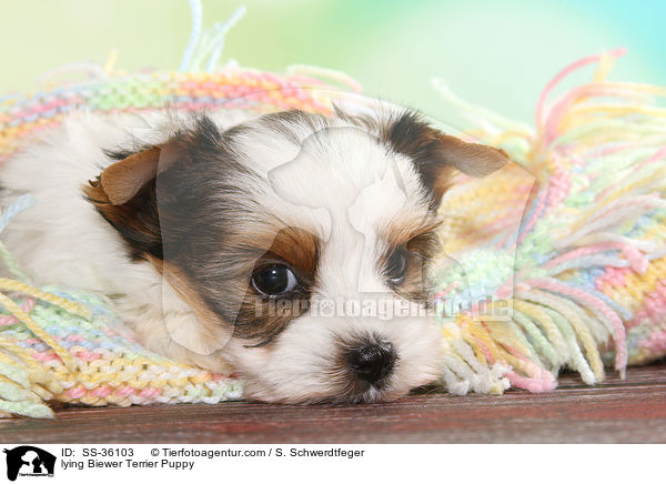 liegender Biewer Terrier Welpe / lying Biewer Terrier Puppy / SS-36103