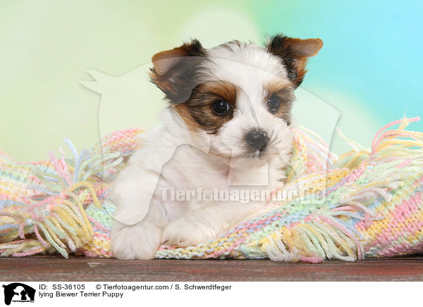 liegender Biewer Terrier Welpe / lying Biewer Terrier Puppy / SS-36105