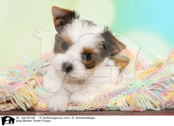liegender Biewer Terrier Welpe / lying Biewer Terrier Puppy / SS-36106