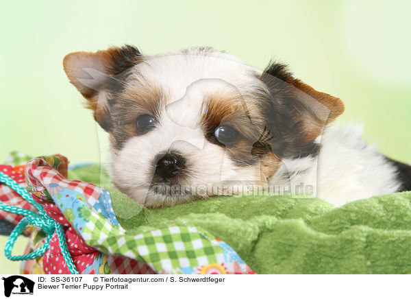 Biewer Terrier Welpe Portrait / Biewer Terrier Puppy Portrait / SS-36107