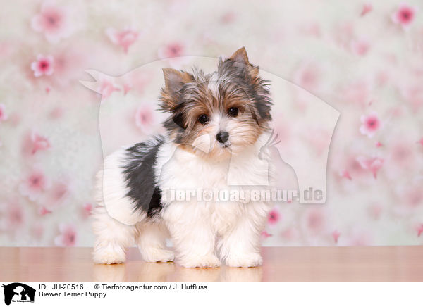 Biewer Terrier Welpe / Biewer Terrier Puppy / JH-20516