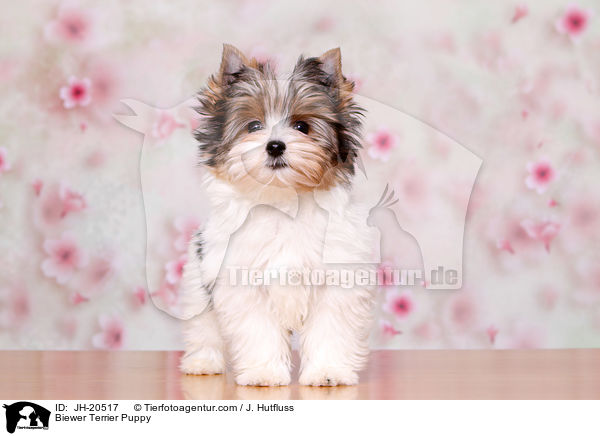 Biewer Terrier Welpe / Biewer Terrier Puppy / JH-20517