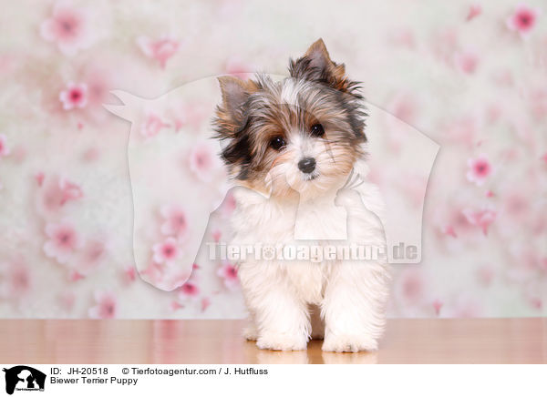 Biewer Terrier Welpe / Biewer Terrier Puppy / JH-20518