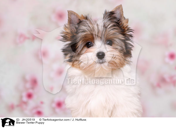 Biewer Terrier Welpe / Biewer Terrier Puppy / JH-20519