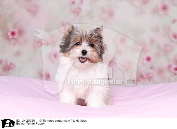 Biewer Terrier Welpe / Biewer Terrier Puppy / JH-20520