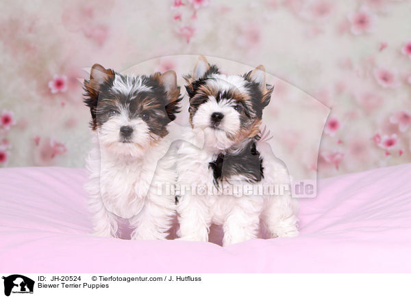Biewer Terrier Welpen / Biewer Terrier Puppies / JH-20524