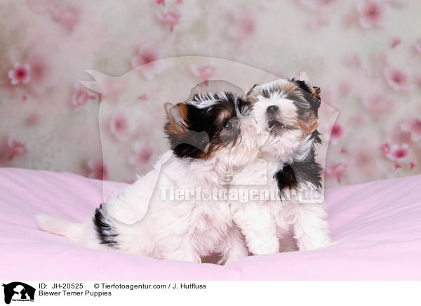Biewer Terrier Welpen / Biewer Terrier Puppies / JH-20525