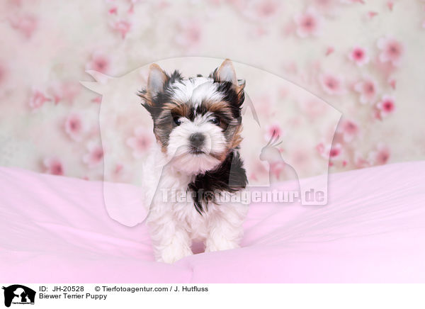Biewer Terrier Welpe / Biewer Terrier Puppy / JH-20528