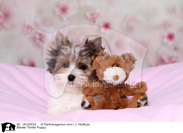 Biewer Terrier Welpe / Biewer Terrier Puppy / JH-20532