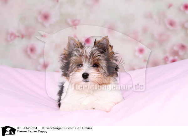 Biewer Terrier Welpe / Biewer Terrier Puppy / JH-20534