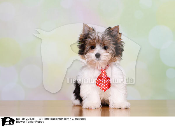Biewer Terrier Welpe / Biewer Terrier Puppy / JH-20535