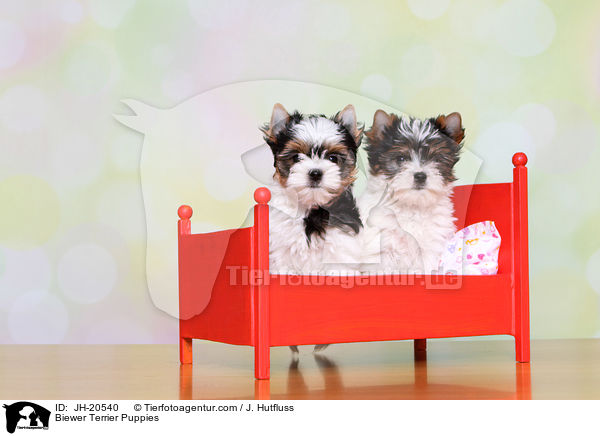 Biewer Terrier Welpen / Biewer Terrier Puppies / JH-20540