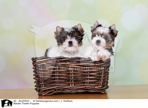 Biewer Terrier Welpen / Biewer Terrier Puppies / JH-20543