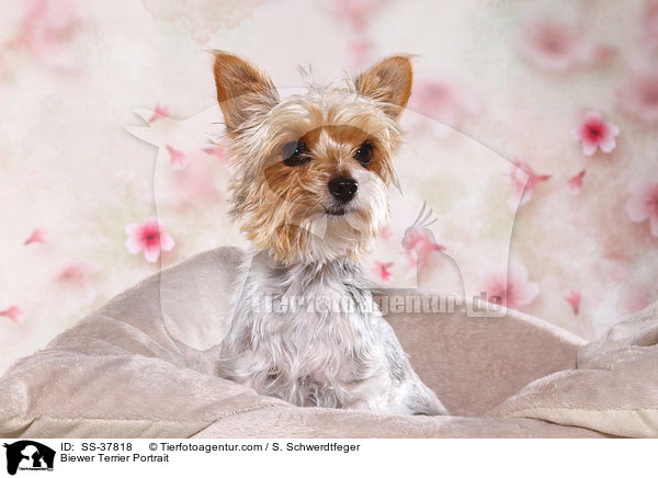 Biewer Terrier Portrait / Biewer Terrier Portrait / SS-37818
